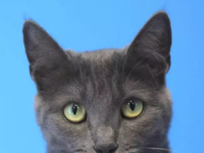 Mon titre de contenu